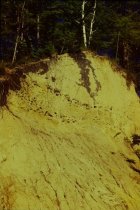 Swallows' nests in Bluff Road bluff